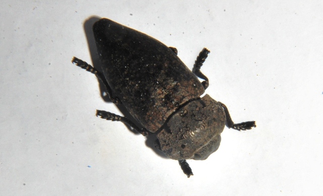 Sconosciuto: Capnodis tenebricosa